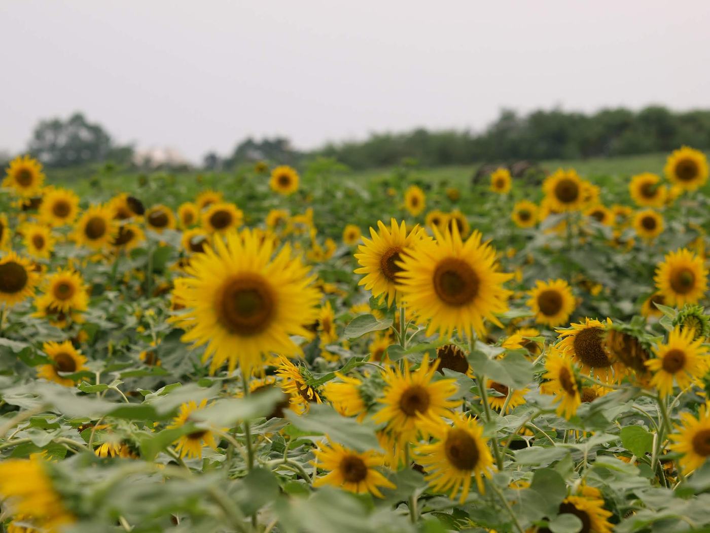 평화의공원 잔디